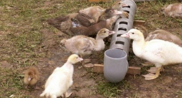 Jak vyrobit napáječku pro kachňata doma a typy zařízení